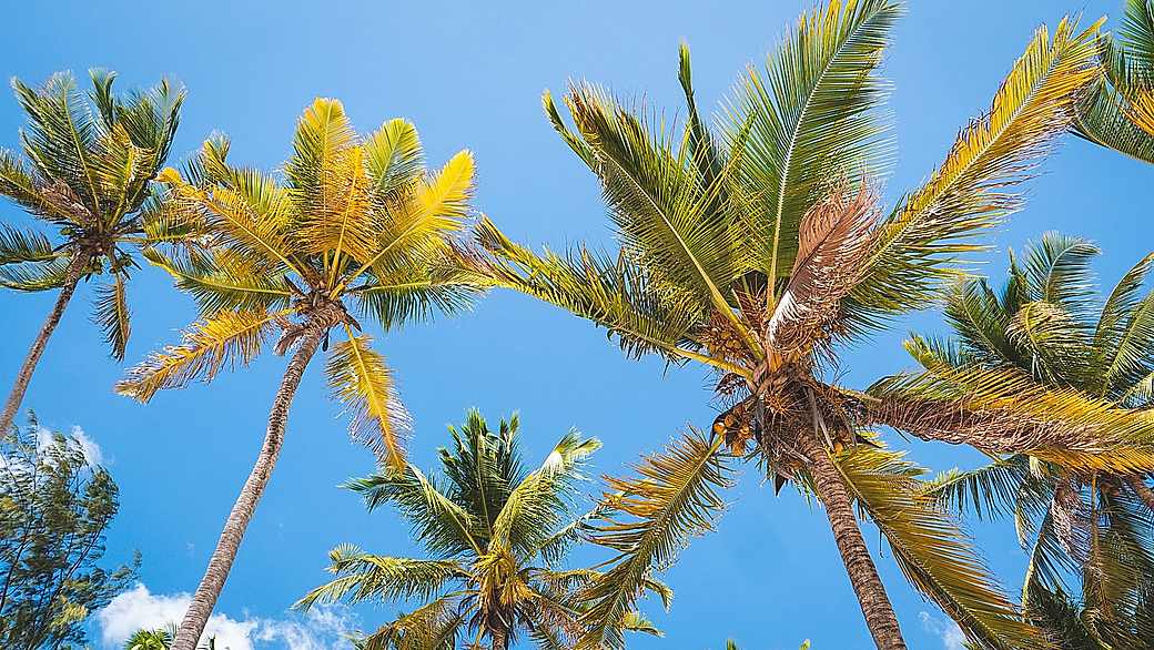Bright palm-lined road across Zanzibar